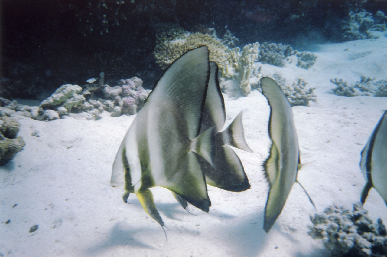 Platax teira (Pesce pipistrello pinne lunghe)